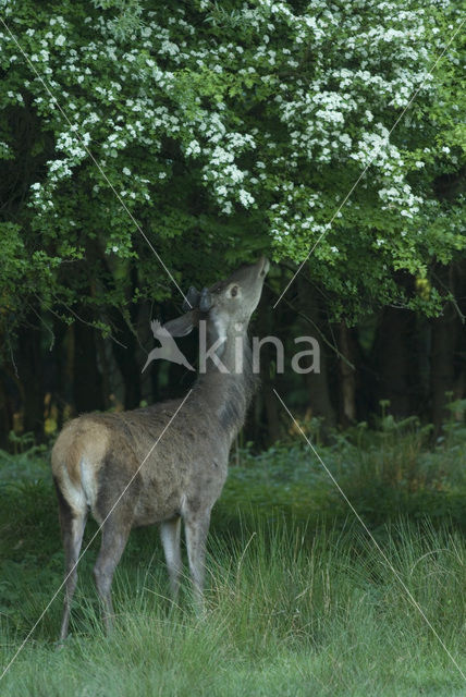 Red Deer (Cervus elaphus)