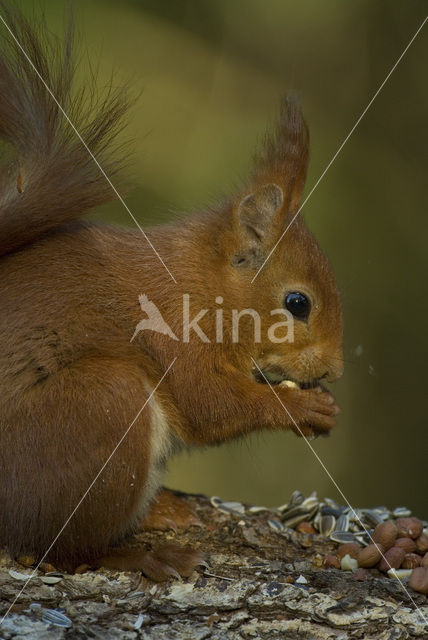 Red Squirrel (Sciurus vulgaris)