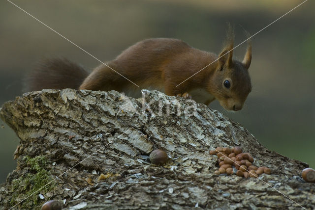 Red Squirrel (Sciurus vulgaris)