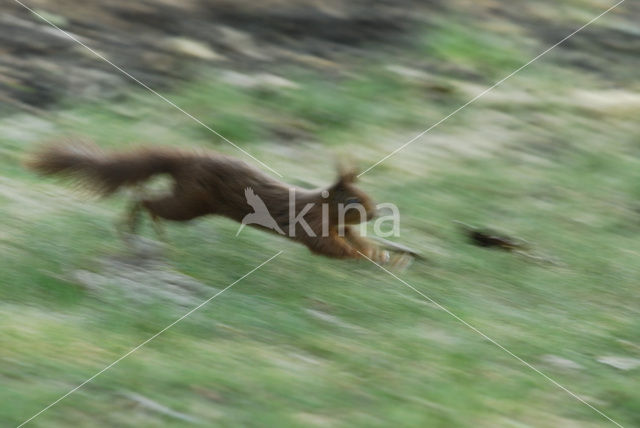 Red Squirrel (Sciurus vulgaris)