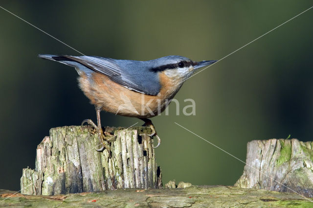 Eurasian Nuthatch (Sitta europaea)