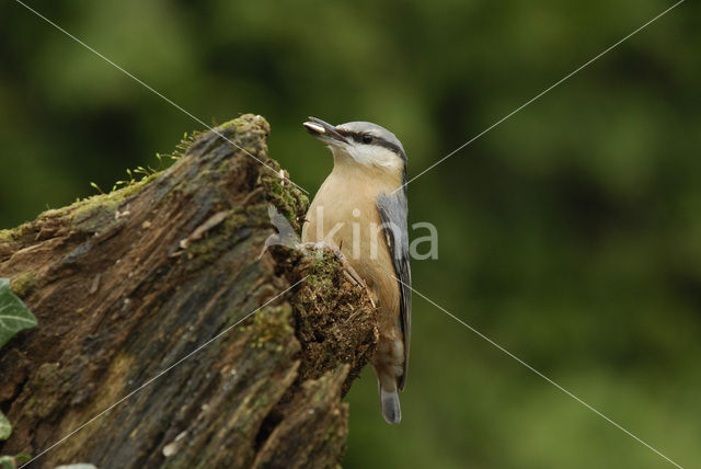 Europese Boomklever (Sitta europaea)