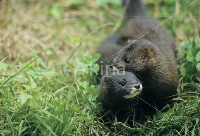 European Mink (Mustela lutreola)