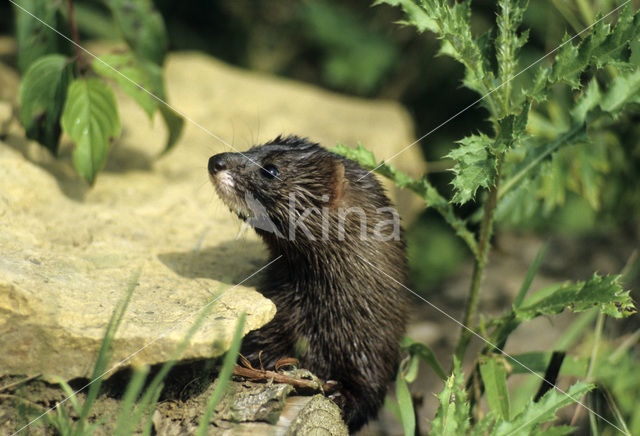 Europese nerts (Mustela lutreola)