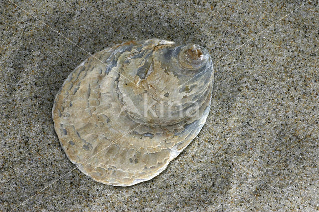 Europese platte oester (Ostrea edulis)