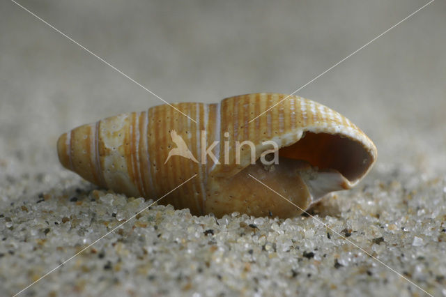 Fuikhoren (Nassarius labiosus)