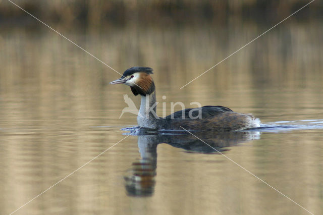 Great Crested Grebe (Podiceps cristatus)