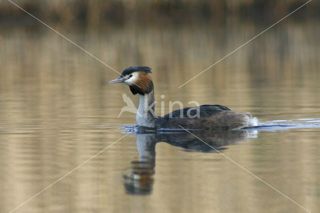 Fuut (Podiceps cristatus)