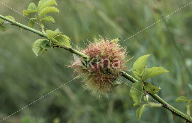 mossyrose gall wasp (Diplolepis rosae)