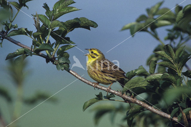 Geelgors (Emberiza citrinella)