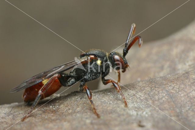 Geelschouderwespbij (Nomada ferruginata)