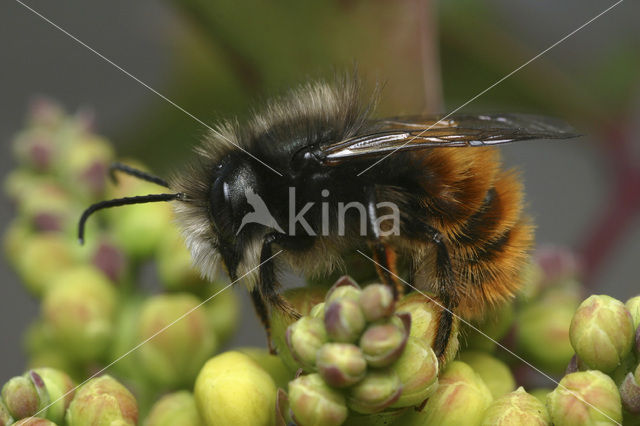 Gehoornde metselbij (Osmia cornuta)