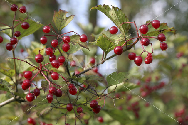 Guelder Rose