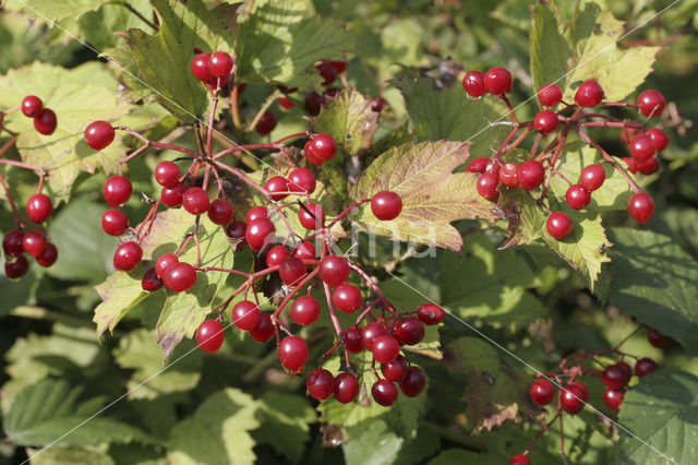 Gelderse roos (Viburnum opulus)