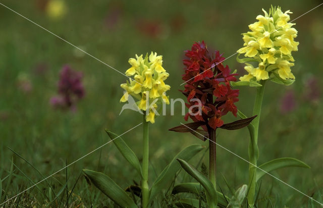 Yellow Elder-flowered Orchid (Dactylorhiza sambucina)