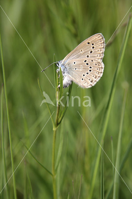 Alcon Blue (Maculinea alcon)