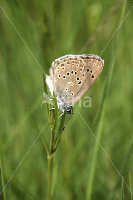 Gentiaanblauwtje (Maculinea alcon)