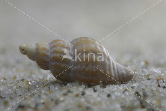 Prickly Spindle-shell (Trophon muricatus)