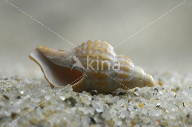 Prickly Spindle-shell (Trophon muricatus)