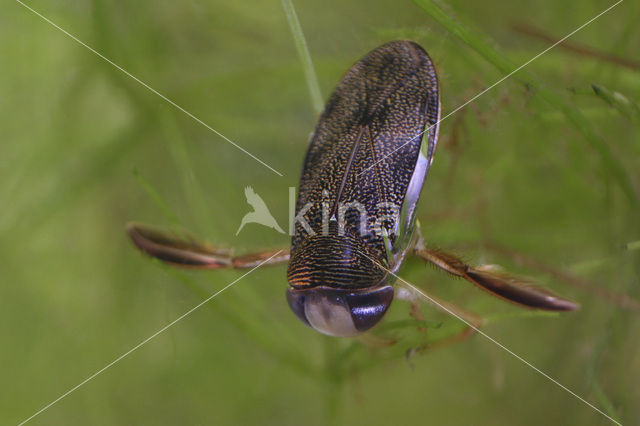 Waterboatman (Corixa punctata)