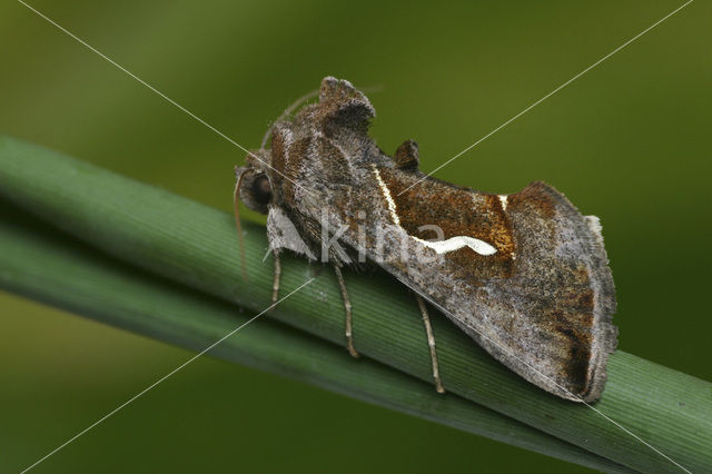 Getekende gamma-uil (Macdunnoughia confusa)