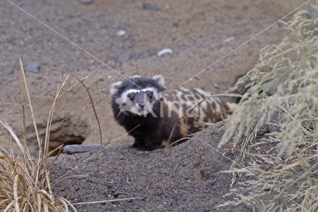 marbled Polecat (Vormela peregusna)