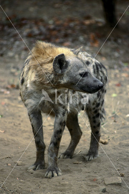 Gevlekte hyena (Crocuta crocuta)