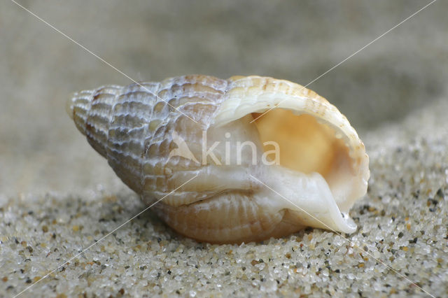 Gevlochten fuikhoren (Nassarius reticulatus)