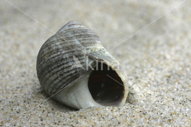 Common Periwinkle (Littorina littorea)