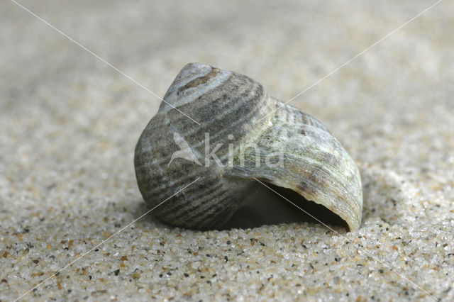 Common Periwinkle (Littorina littorea)