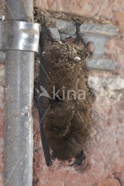 Common Pipistrelle (Pipistrellus pipistrellus)