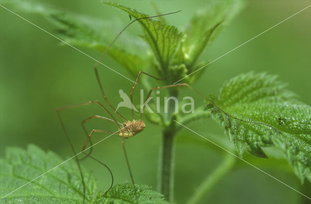 Gewone hooiwagen (Phalangium opilio)