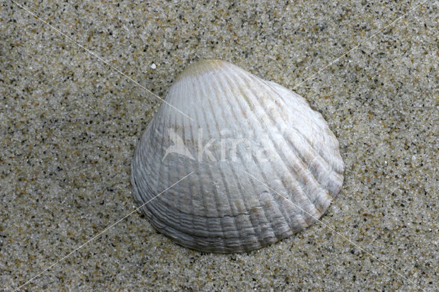 Common Cockle (Cerastoderma edule)