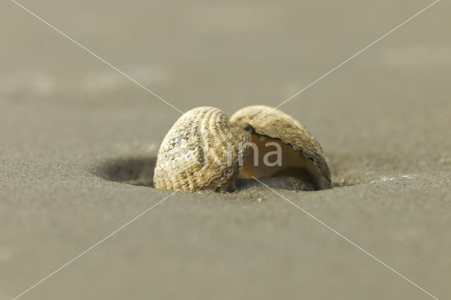 Common Cockle (Cerastoderma edule)