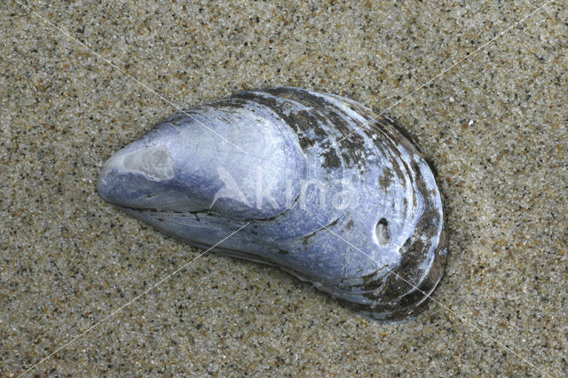 Gewone Mossel (Mytilus edulis)