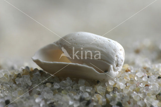 Blunt Bubble-shell (Retusa obtusa)