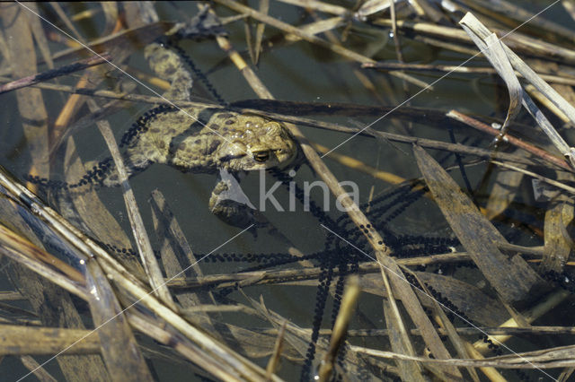 Gewone pad (Bufo bufo)