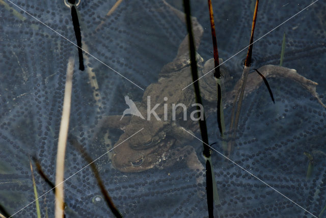 Gewone pad (Bufo bufo)