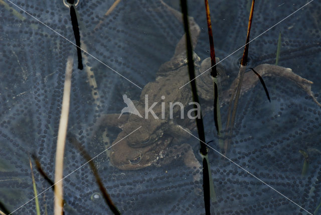 Common Toad (Bufo bufo)