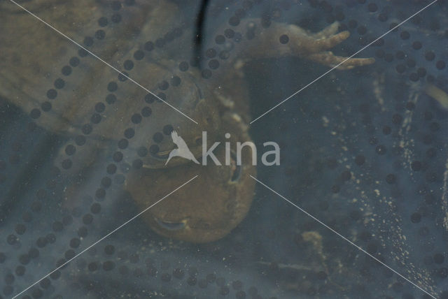 Common Toad (Bufo bufo)