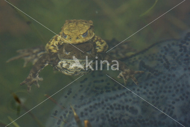 Gewone pad (Bufo bufo)