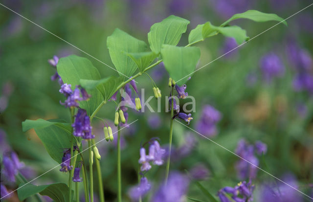 Solomon’s seal (Polygonatum multiflorum)