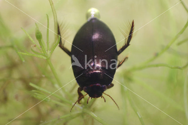 Gewone snelzwemmer (Agabus bipustulatus)