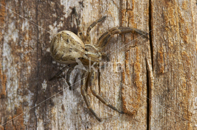 Crab spider (Xysticus cristatus)