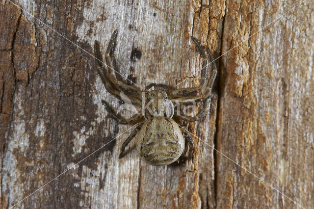 Crab spider (Xysticus cristatus)
