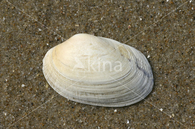 Gewone Tapijtschelp (Venerupis senegalensis)