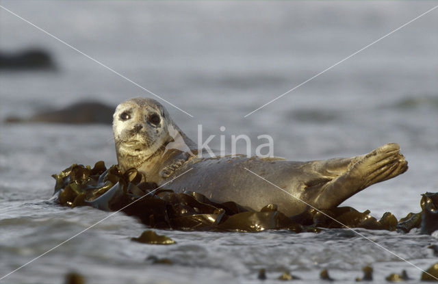 Gewone zeehond (Phoca vitulina)