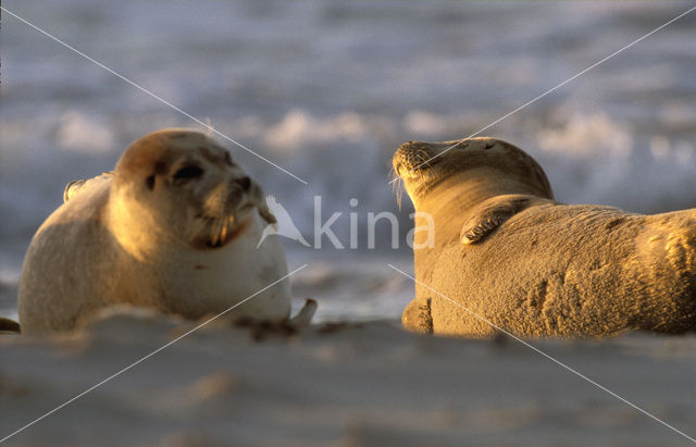 Common Seal (Phoca vitulina)