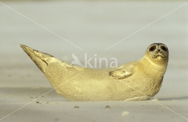 Common Seal (Phoca vitulina)