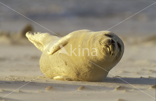 Gewone zeehond (Phoca vitulina)